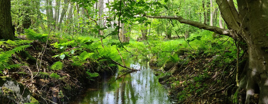 Skog i Skåne