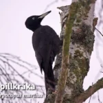 spillkraka