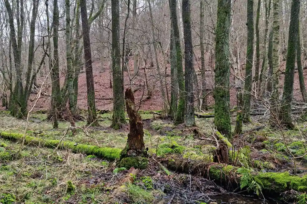 Alsumpskog