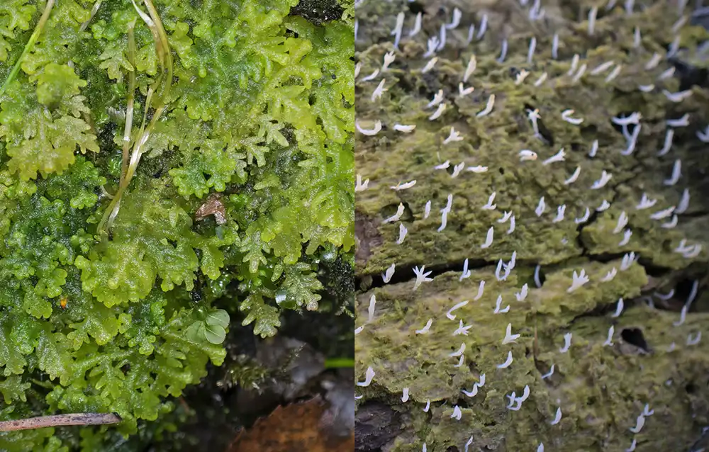 Dunmossa Vedlavklubba
