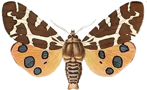 Igelkottspinnare