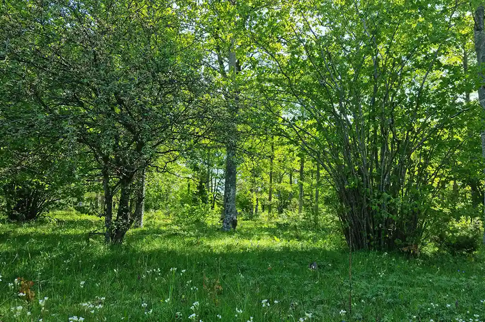 Änge hassel