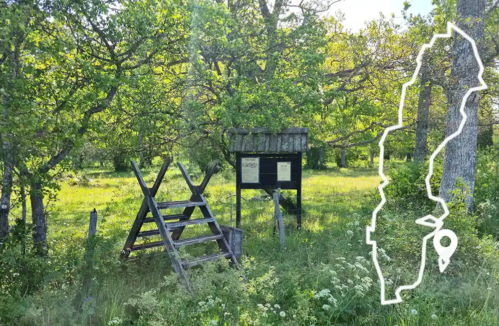 Visne ängar